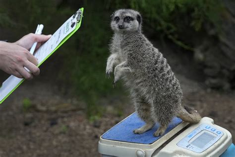 From tarantulas to tigers, the animals at London Zoo step onto the scales for their annual weigh-in