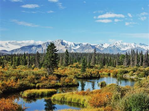 From the Yukon forest to table;... - Yukon Culinary Festival