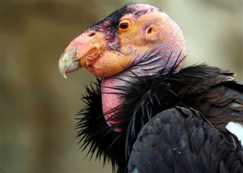 From the brink of extinction, the California condor is making a comeback