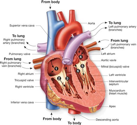 From the heart. Structure of the Heart. The human heart is a four-chambered muscular organ, shaped and sized roughly like a man's closed fist with two-thirds of the mass to the left of midline. The heart is enclosed in a pericardial sac that is lined with the parietal layers of a serous membrane. The visceral layer of the serous membrane forms the epicardium. 