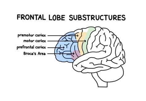 Frontal lobe Functions structure and damage