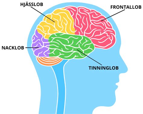 Frontalloben utveckling man