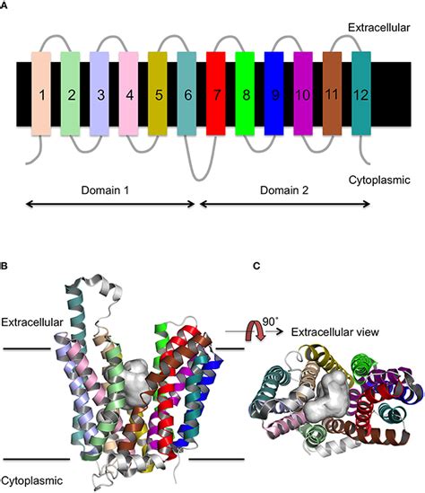 Frontiers A Numbering System for MFS Transporter Proteins