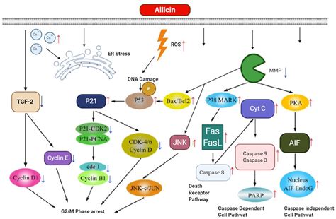 Frontiers Allicin and Digestive System Cancers: From Chemical ...