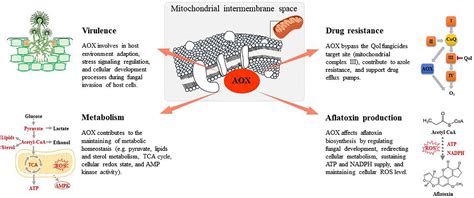 Frontiers Alternative Oxidase: A Potential Target for Controlling ...