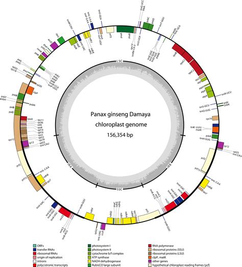 Frontiers Analysis of Chloroplast Genomes Provides …