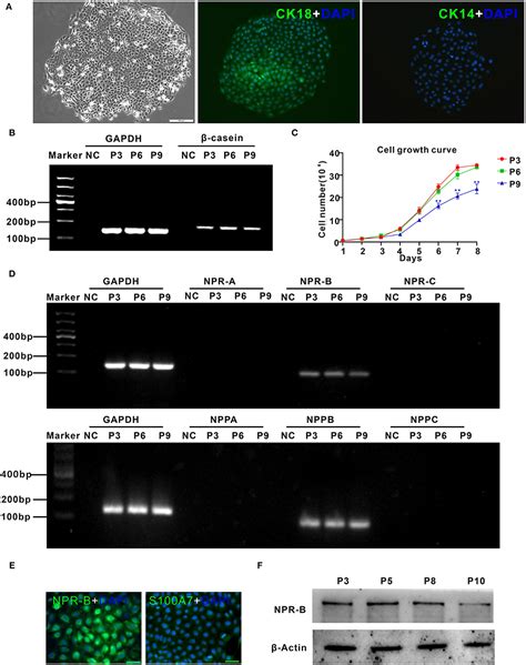 Frontiers C-Type Natriuretic Peptide Regulates the Expression …