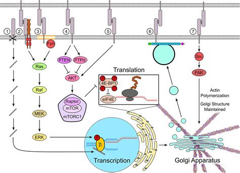 Frontiers Cell Adhesion Molecules and Their Roles and …