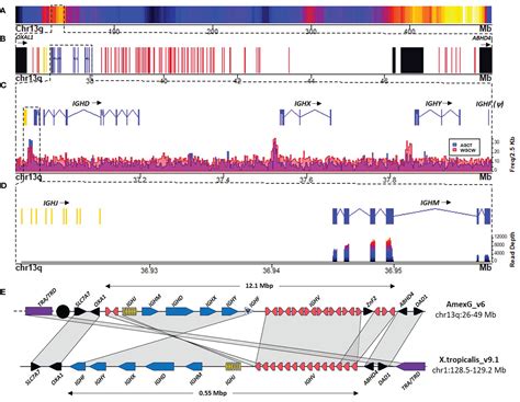 Frontiers Characterization of immunoglobulin loci in the gigantic ...