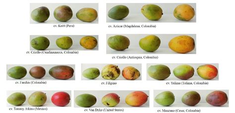 Frontiers Chemical Composition of Mango (Mangifera indica L.) Fruit ...