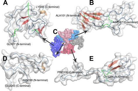 Frontiers Connective Tissue Growth Factor: From Molecular ...