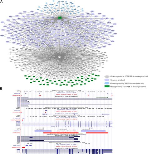 Frontiers DNA- and RNA-Binding Proteins Linked Transcriptional ...