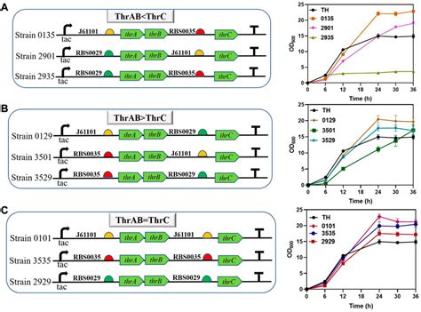 Frontiers Dynamic and balanced regulation of the thrABC operon …