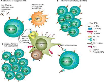 Frontiers Enhancing Neuroblastoma Immunotherapies by …