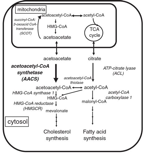 Frontiers Enzymes Catalyzing Crotonyl-CoA Conversion to Acetoacetyl ...