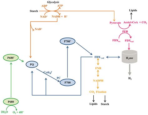 Frontiers Fermentation metabolism and its evolution in algae