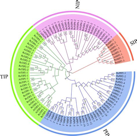 Frontiers Genome-Wide Characterization of the Aquaporin Gene …