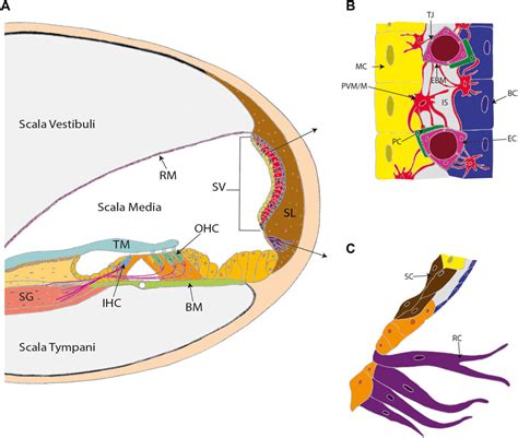 Frontiers Hearing Function, Degeneration, and Disease: …