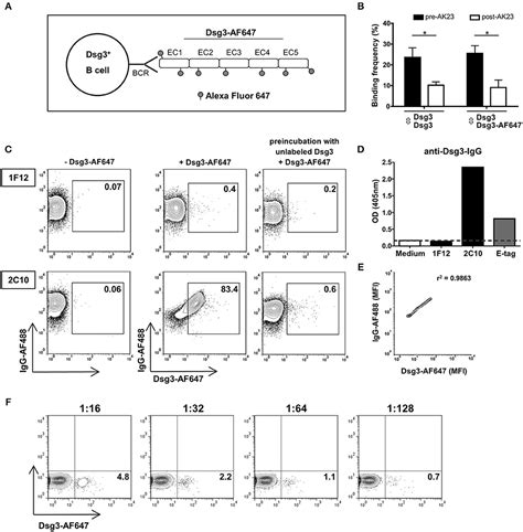 Frontiers Identification of Autoreactive B Cell Subpopulations in ...