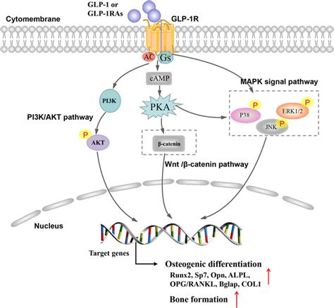 Frontiers Long-Acting Glucagon-Like Peptide-1 Receptor …