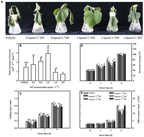 Frontiers Melatonin Promotes the Chilling Tolerance of …