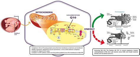Frontiers Mitochondria and Coenzyme Q10 in the Pathogenesis of