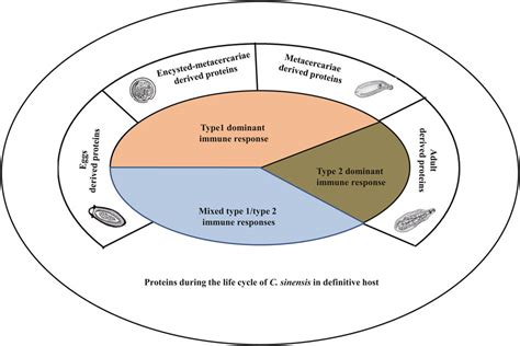 Frontiers Molecular Mechanisms of Clonorchis sinensis …