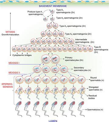 Frontiers New Biological Insights on X and Y …