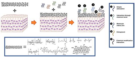 Frontiers Peptide Biomaterials for Tissue Regeneration