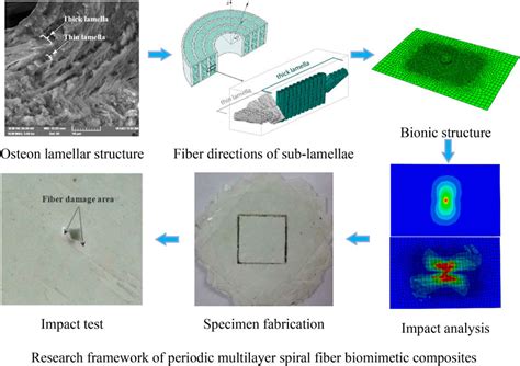 Frontiers Research on biomimetic design and impact …