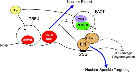 Frontiers Sequence Determinants for Nuclear Retention and …