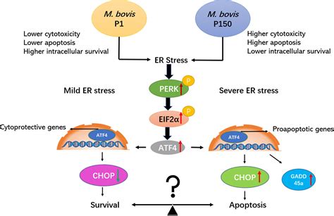 Frontiers The attenuated Mycoplasma bovis strain promotes apoptosis …