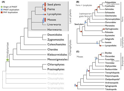 Frontiers The origin and evolution of phototropins