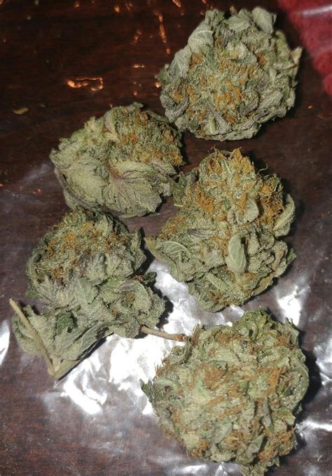 Frostbite weed strain. AllBud.com provides patients with medical marijuana strain details as well as marijuana dispensary and doctor review information. ... Frostbite. Sativa Dominant Hybrid, 85%/15% THC: 21% 3.5 3.5. 7 votes | 7 reviews ... 