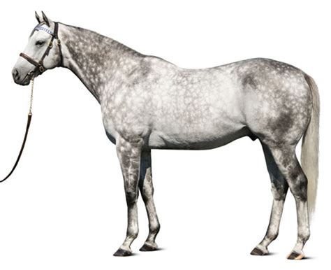 Frosted - Stallion Breednet