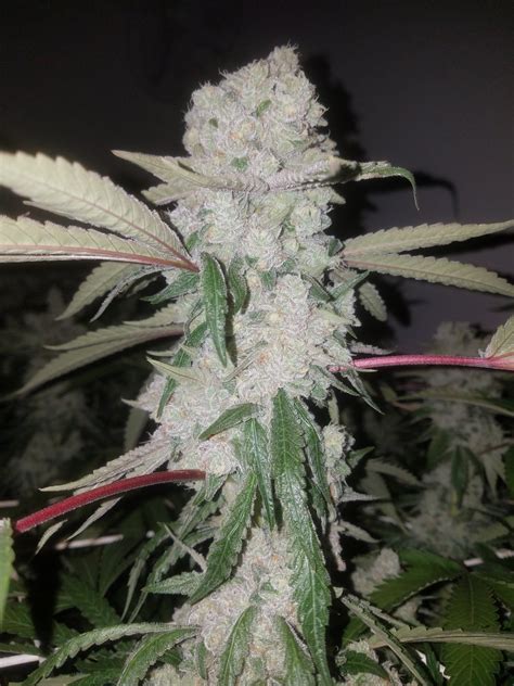 Frosted cheeks strain. Frosted Sherbet is a heavy indica dominant hybrid that is a delicious child strain from two powerful parent strains, Sunset Sherbet and Chocolate Frosting. Its buds tend to be spade shaped, bright yellow, with dark purple and lime-green highlights. It has vibrant orange pistils that spider around and through the buds which are caked with a ... 