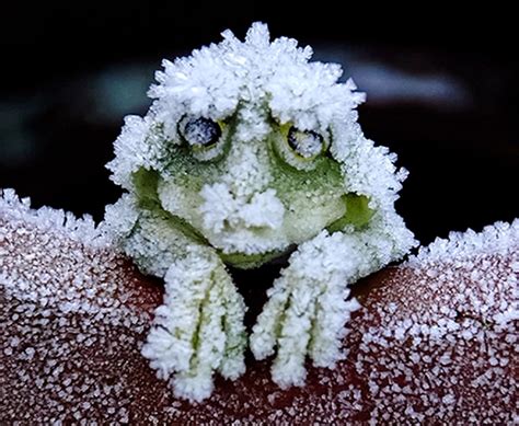 Frosted frog. Things To Know About Frosted frog. 
