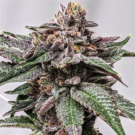 Browse the most comprehensive weed strain database on the