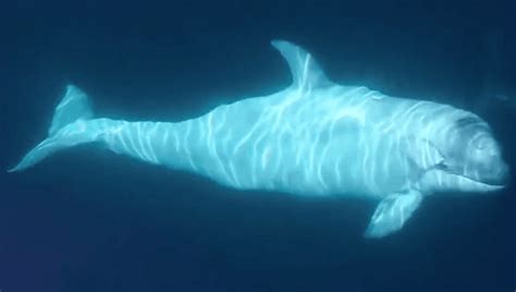 Frosty, a rare white orca, spotted off California coast