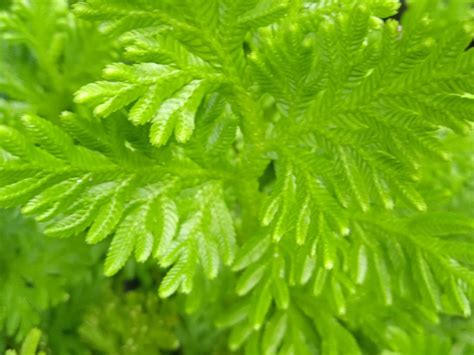 Frosty Fern Information: Learn About Growing Frosty Fern Plants