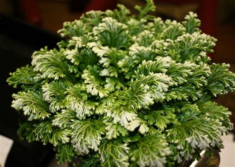 Frosty fern: Selaginella aan je collectie toevoegen