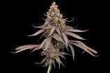 THC: 25% - 26%. Zoap is an evenly balanced hybri