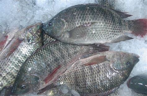 Frozen tilapia. Frozen Tilapia products are rapidly frozen and individually packed through a process of either tunnel or spiral cryogenic freezer. Whether the big processors use the IQF system, these Frozen Fresh Tilapia have a storage life of up to 6-12 months without … 
