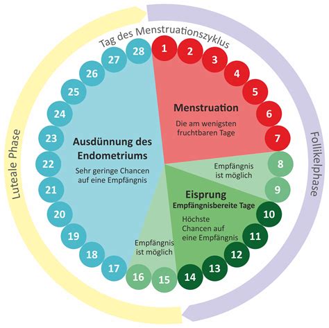 Fruchtbare Tage Jeden Tag Sex