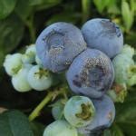 Fruit: Blueberry IPM - Botrytis Blight/Gray Mold Center for ...