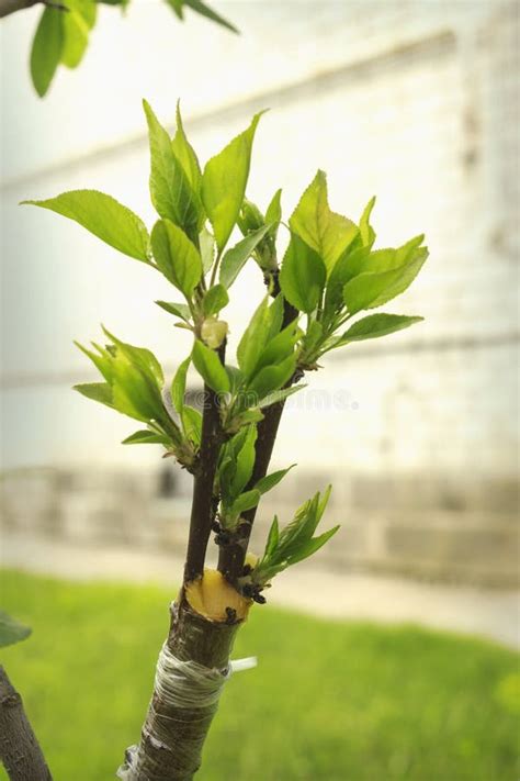 Fruit Tree Cuttings- Plum tree cuttings/ graftings eBay