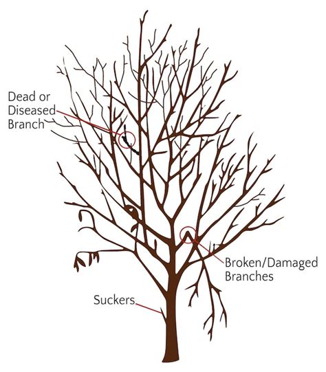 Fruit Trees Pruning California SummerWinds Nursery