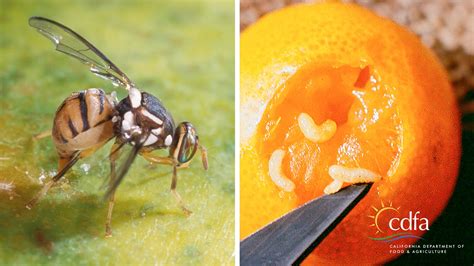 Fruit flies threaten to decimate California agriculture industry