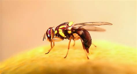 Fruit fly update: five new outbreaks – Vinehealth Australia