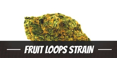 Fruit loops strain seeds. .  <a href=https://onlineindia.ru/wp-admin/fzpen7v/pulas...
